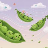 한 꼬투리 속의 완두콩 다섯 알 - 다섯 완두콩의 운명.